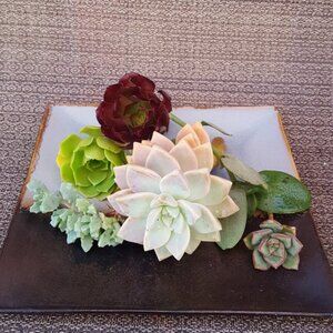 8 real live succulent plant cuttings